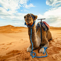 Maak een ritje op een kameel voor een tocht door de woestijn