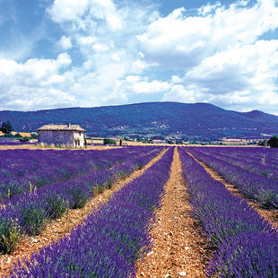 lavendelvelden in de Provence