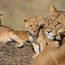 Leeuwen familie Kruger National Park