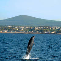 Dolfijn in Moray Firth