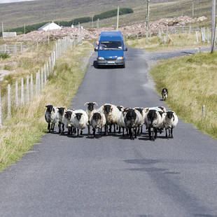 Auto en schapen op de weg