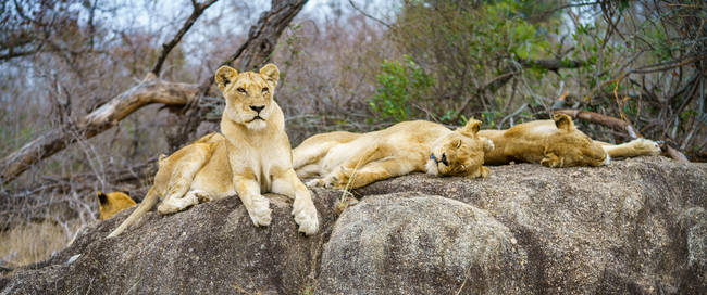 Poserende leeuwen op een rots - Sibuya Private Game Reserve