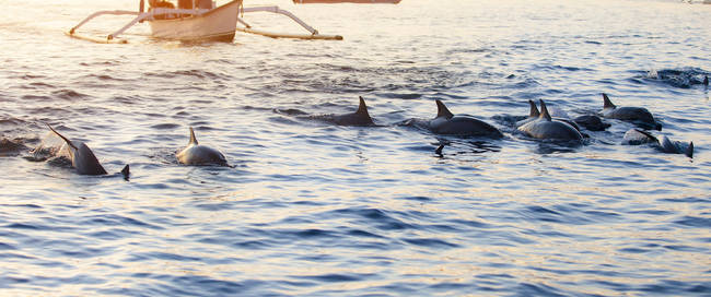 Dolfijnen Lovina