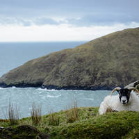 De Jong Intra Vakanties, Ierland, Schaap Achill Island