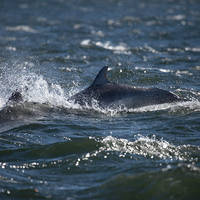 Dolfijnen Moray Firth