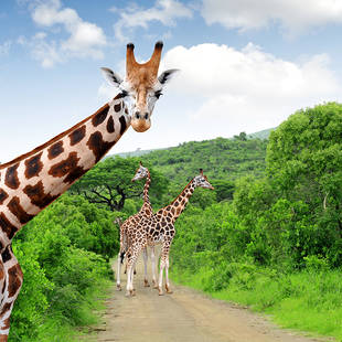 Giraffen in Kruger National Park