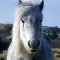 Pony in het Dartmoor Nationaal Park