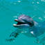 Dolfijn Key West