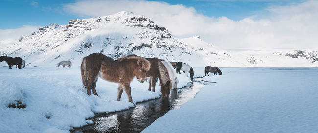IJslandse paarden - Foto: Siggeir Magnus Hafsteinsson