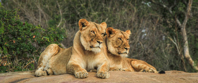 Leeuwen, Krugerpark