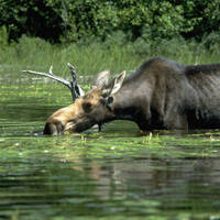 Algonquin Provincial Park moose