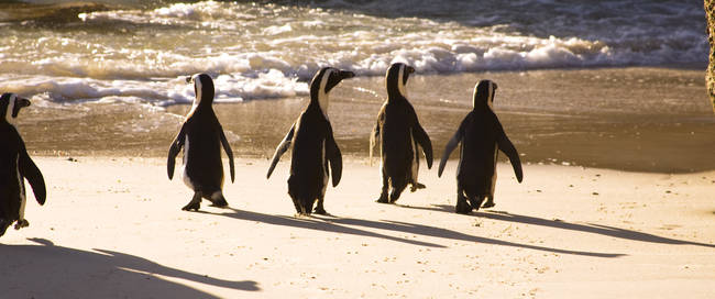 Afrikaanse pinguins op Boulders Beach, Kaapstad - Zuid-Afrika