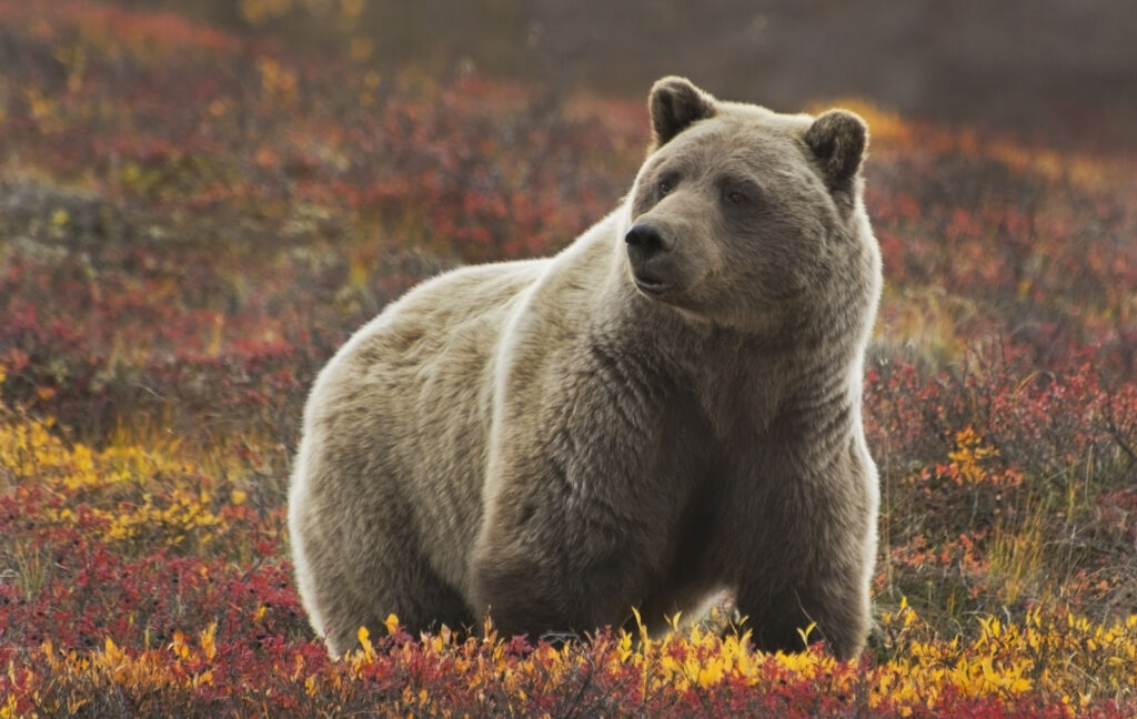 16d AutoRR Alaska&Yukon Highlight (JI) - Rondreizen Verenigde Staten, Verenigde Staten