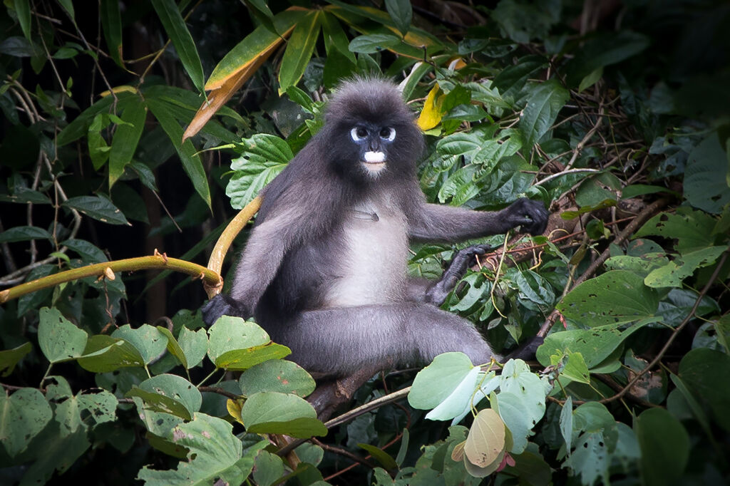 13d PRR Natuurlijk Thailand (JI) - Rondreizen Thailand, Thailand