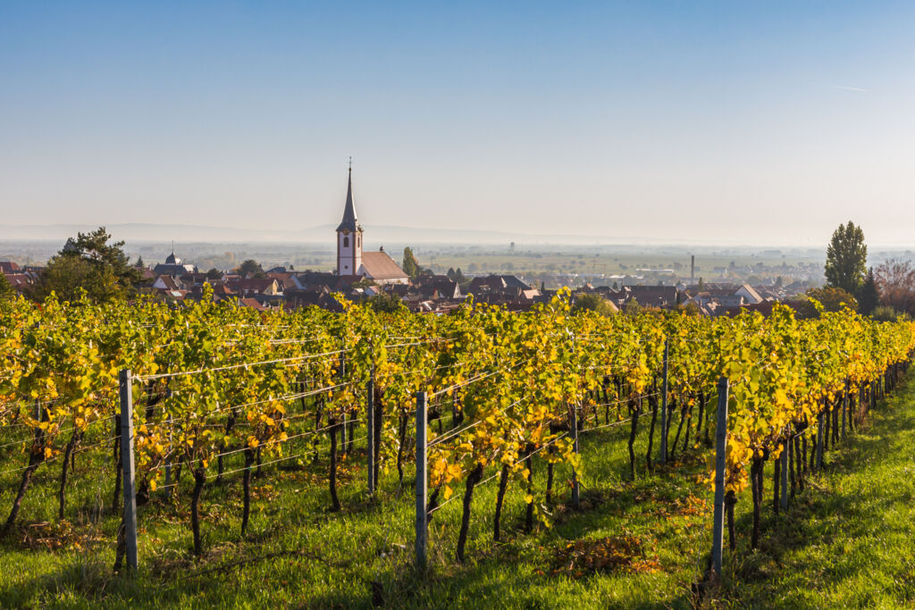 Ontdek de Duitse Wijnroute vanuit Bad Dürkheim (JI) - Rondreizen Duitsland, Duitsland