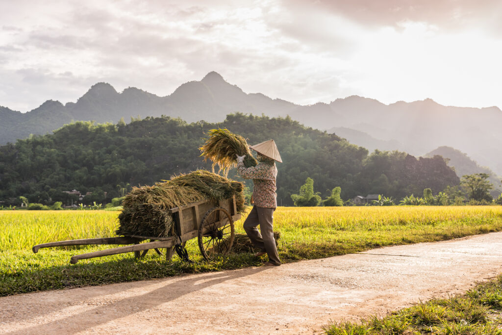 Traditioneel Vietnam (JI) - Rondreizen Vietnam, Vietnam