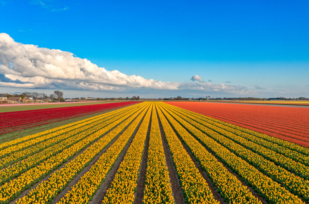 Fietscruise Voorjaarstour Tulpen en Nederlands Erfgoed met De Holland (JI) - Cruisehaven, Cruises