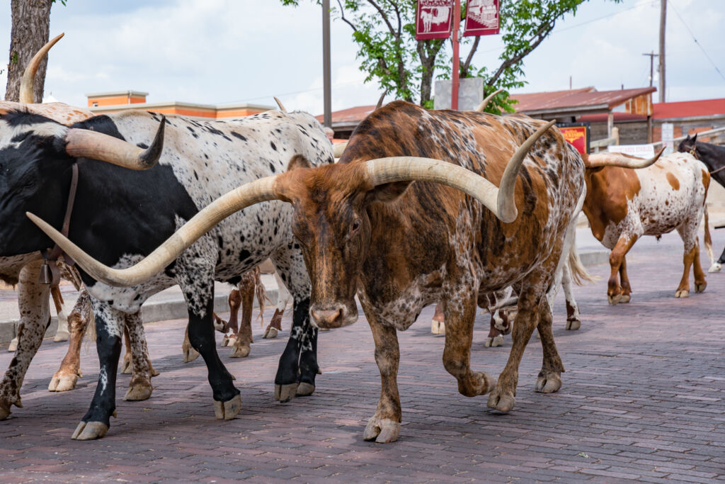Texas op het gemak (JI) - Rondreizen Verenigde Staten, Verenigde Staten