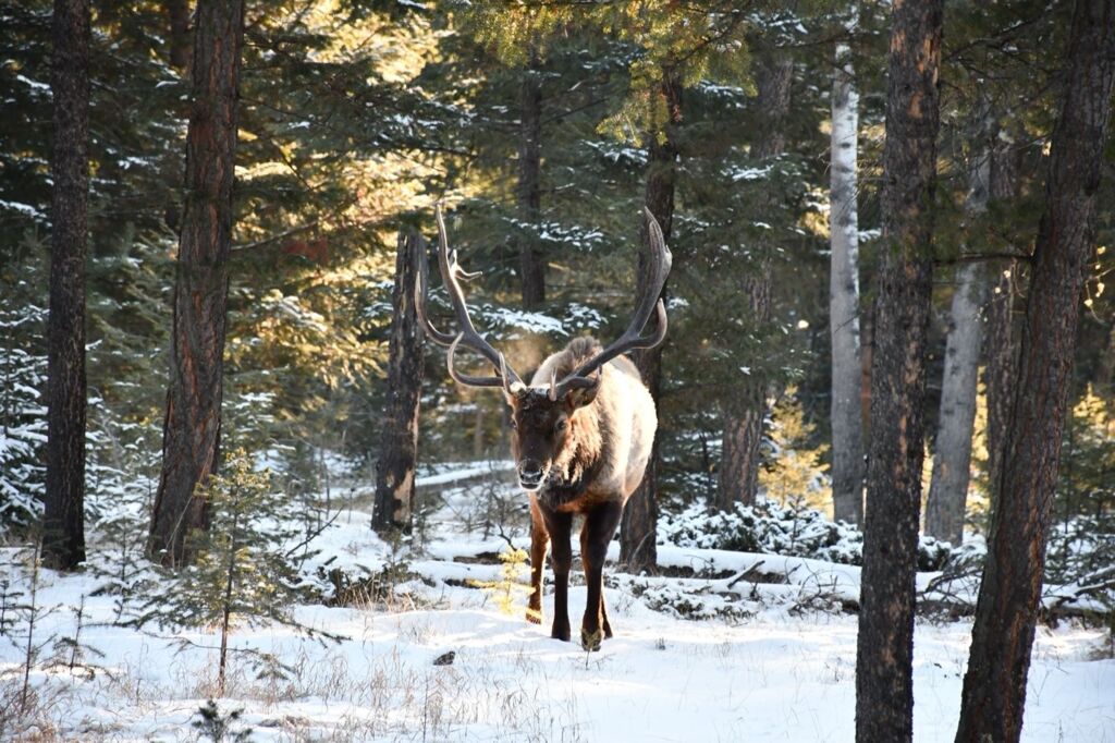 Winterbelevenis Canada op het gemak (JI) - Rondreizen Canada, Canada