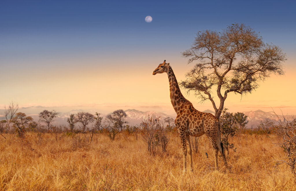 Ultimate Safari Experience (JI) - Rondreizen Zuid-Afrika, Zuid-Afrika