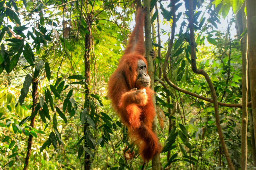 Ontdek Noord-Sumatra en relax op Ba (JI) - Rondreizen Indonesië, Indonesië