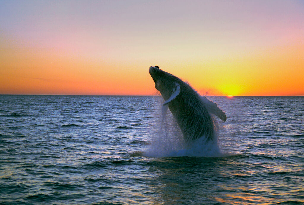 10d AutoRR Whales Bears Vancouver I (JI) - Rondreizen Canada, Canada